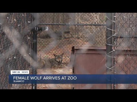 A perfect match: rare breed of female wolf arrives at NEW Zoo