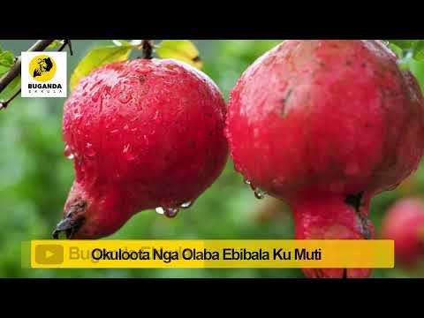 Okuloota Nga Olaba Ebibala Ku Muti - Ebirooto Namakulu Gaabyo - Buganda Ekkula