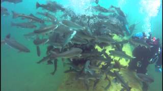 preview picture of video 'Gilboa Quarry Fish Feeding'