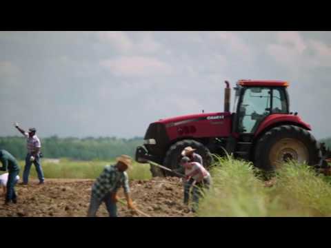 Queen Sugar Trailer