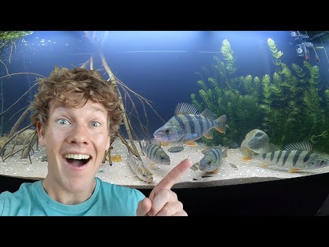 DE EERSTE INWONERS VOOR ONS AQUARIUM GEVANGEN!!