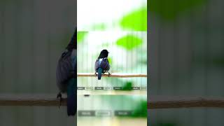 Download lagu KOLIBRI NINJA GACOR PANJANG Full Isian Mewah Cocok Untuk Pancingan Agar KONIN GACOR NGOBRA  - RK23 mp3