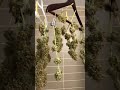 How To Tell When Your Bud Is Dry Enough To Jar