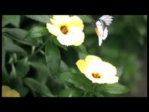 マダラシロチョウの飛翔