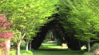 Down By The Sally Gardens