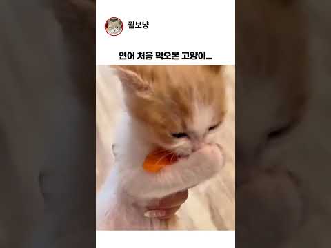 연어 처음 맛본 아깽이