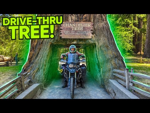 I Rode Through the Tree - Californian Redwoods are Impressive - EP. 241