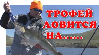 На что всегда клюет рыба берш