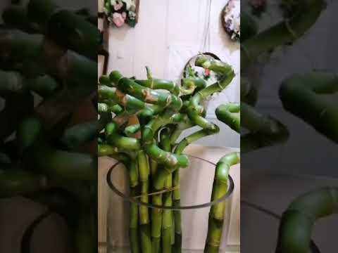 إنجح في حياتك و ابتعد عن الكذب؟  #لبنان #بيروت #الخيام #جنوب_لبنان #مرجعيون