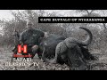 FULL SAFARI Nyakasanga Cape Buffalo And Plains Game Safari 2024 PH Keith Wall