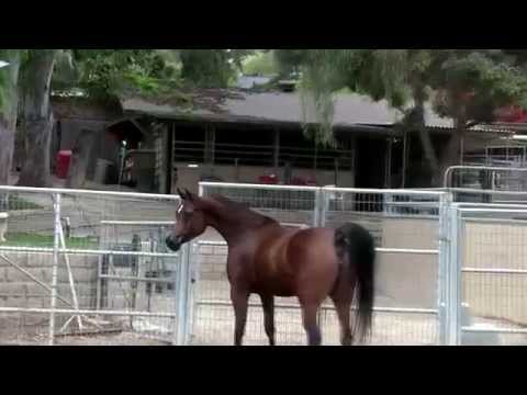 Princess Gazal MGF - Arabian Mare by Gazal