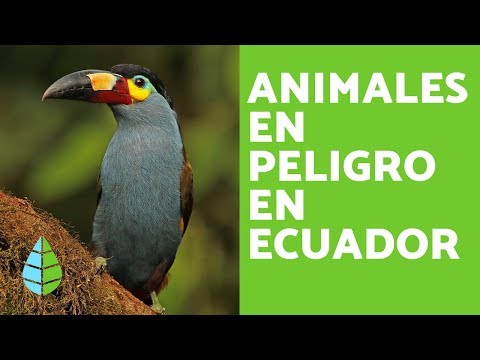 ANIMALS IN DANGER OF EXTINCTION IN ECUADOR