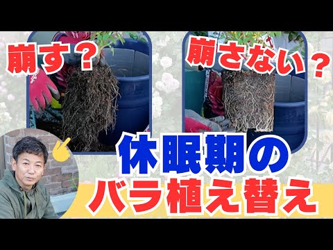 いつバラの茂みを植えるのですか？これを達成するにはどうすればよいでしょうか?裸根の植物はどうすればいいですか？  庭園