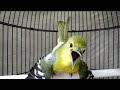 Adu Suara Kencang 3 Sirtu || Burung Cipoh Gacor Banyak Variasi