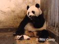 Sneezing Baby Panda the Original.mov