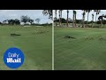 Alligator Is Hilariously Chased Off A Golf Course By Geese Daily Mail