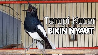 Download lagu Suara kacer gacor ngeplong, pancingan kacer cepat bunyi, masteran kacer durasi panjang! mp3 Download lagu Suara kacer gacor ngeplong, pancingan kacer cepat bunyi, masteran kacer durasi panjang! mp3