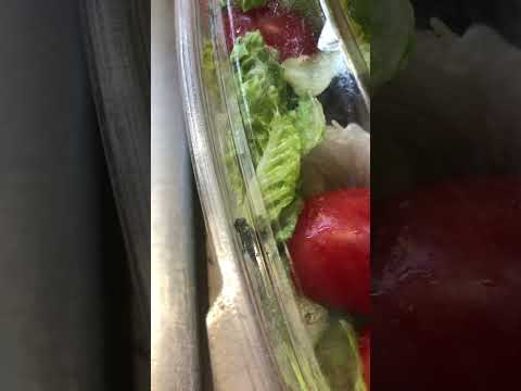 Chick Fil A - Cobb Salad with side of LIVE fly - Image 2