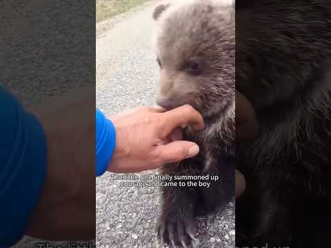 La osa que regresó años después #naturaleza #animal #wildlife