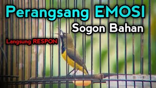 Download lagu Suara Burung Sogok Ontong Gacor Ngleper Perangsang EMOSI Burung sogon bahan mp3 Download lagu Suara Burung Sogok Ontong Gacor Ngleper Perangsang EMOSI Burung sogon bahan mp3