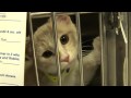 Cute White And Orange Cat Reaches Through Cage Shelter 6 23