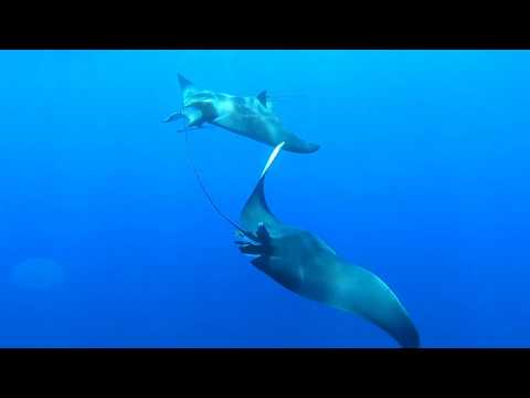 Mobula mobular