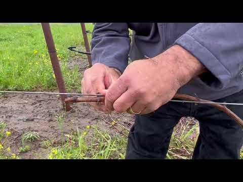 Guyot Pruning