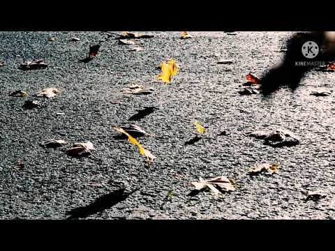 Madalin Luca - pan flute - Autumn Leaves by Joseph Kosma