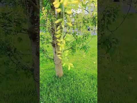 #Ireland 🇮🇪Ireland # Natural Sound#Forest#Flower special#2