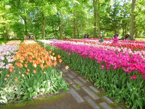 園芸 オランダのキューケンホフ公園