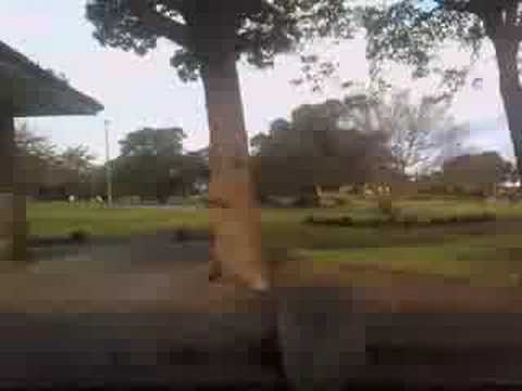 Enmore Road Bus, Enmore 423