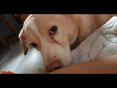 A demanding Cross dog. #Shirothehero