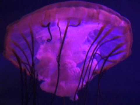 SUSY MEDUSA GOTTARDI  dominatin feve sucker