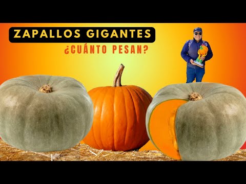 ZAPALLOS GIGANTES ¿Cuánto pesan? I Feria del Zapallo en Sigchos-Cotopaxi