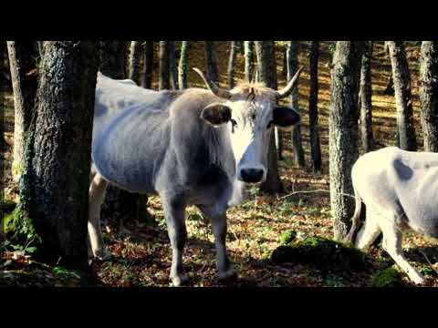 L'autunno nell'estate di San Martino, Gargano