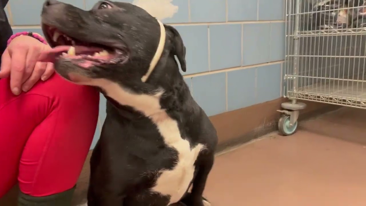 Fa La La La, a ADOPTABLE Pit Bull Terrier in Chicago, IL video 5/5
