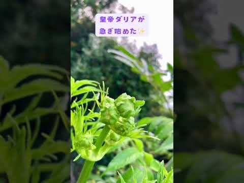 コマドリを巣箱に引き寄せる方法は？彼は秋と冬に何を食べますか？  庭園