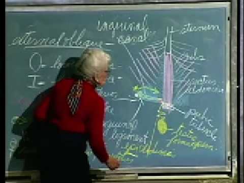 Integrative Biology 131 - Lecture 10: Muscular System - YouTube