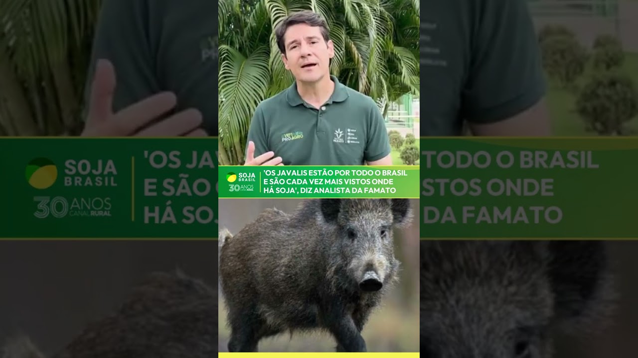 'Os javalis estão por todo o Brasil e são cada vez mais vistos onde há soja', diz analista da Famat