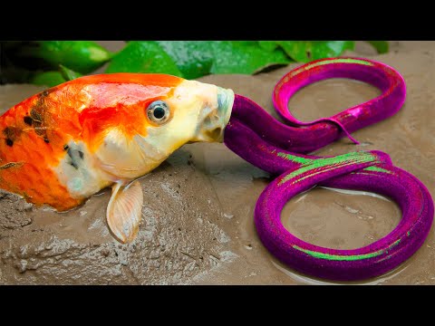 Terrestrial Golden Koi Swallow Eels To Lay Eggs ❤️ Primitive Cooking ❤️ Stop Motion ASMR ❤️ Coco