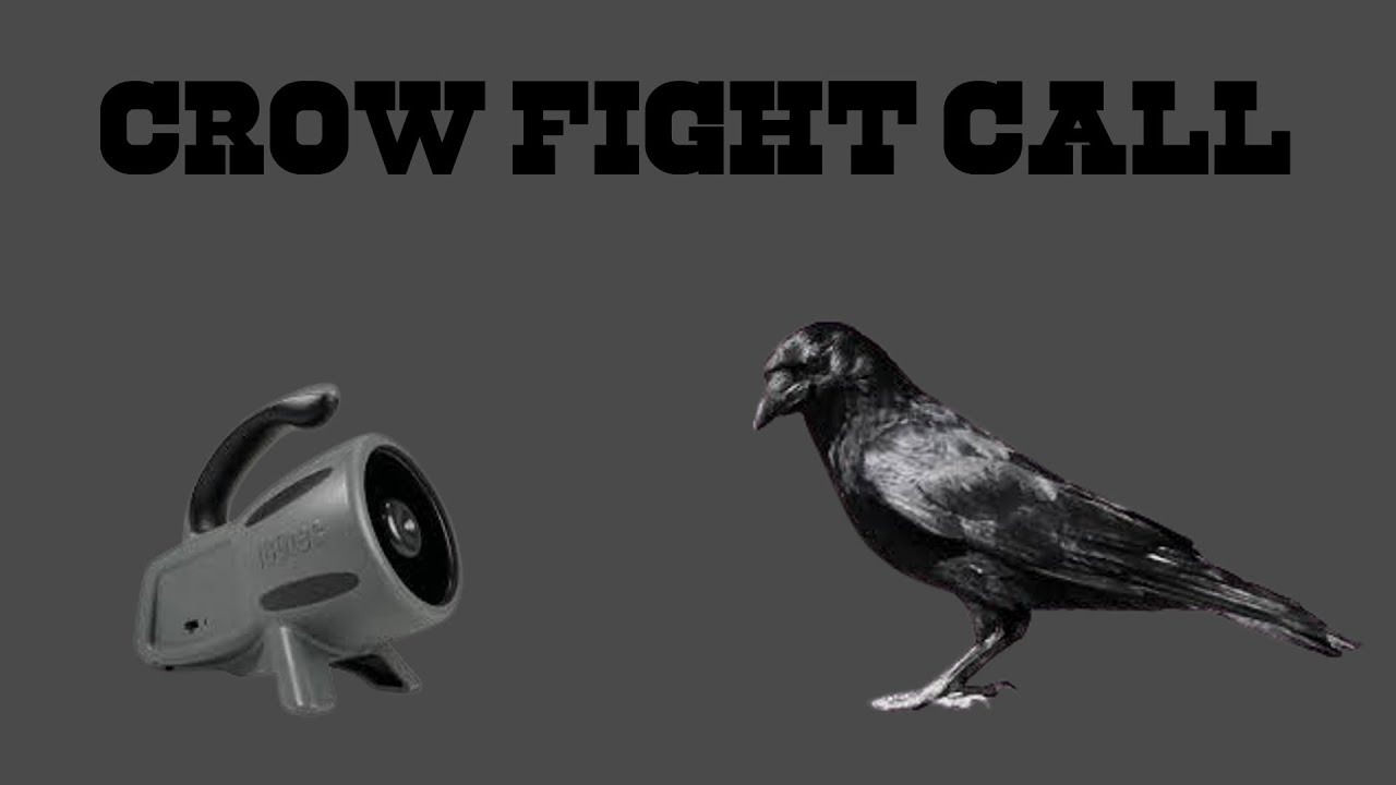Crow Fight/Distress Call - Crow Hunting
