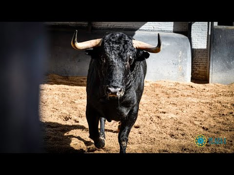SORTEO | Corrida toros 3 julio, José Enrique Fraile de Valdefresno