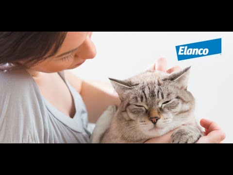 Bexacat for Cats - Bexagliflozin - 15-mg (90 tablets) - [Diabetes] Video