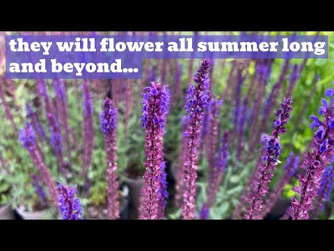 6 Summer Perennials That Won't Stop Flowering For You