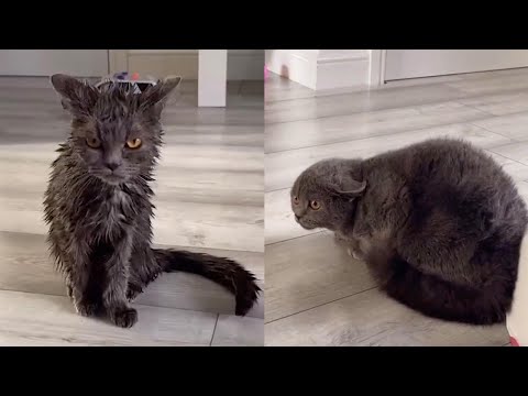 Cat Doesn't Recognise Sibling After Owner Bathes Them