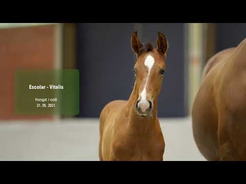 HF von Escolar   Vitalis - For Sale