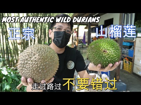 正宗山榴莲PK大芭山榴莲 谁胜谁负？！ | Malaysia Durian Duan PK Durian Hutan