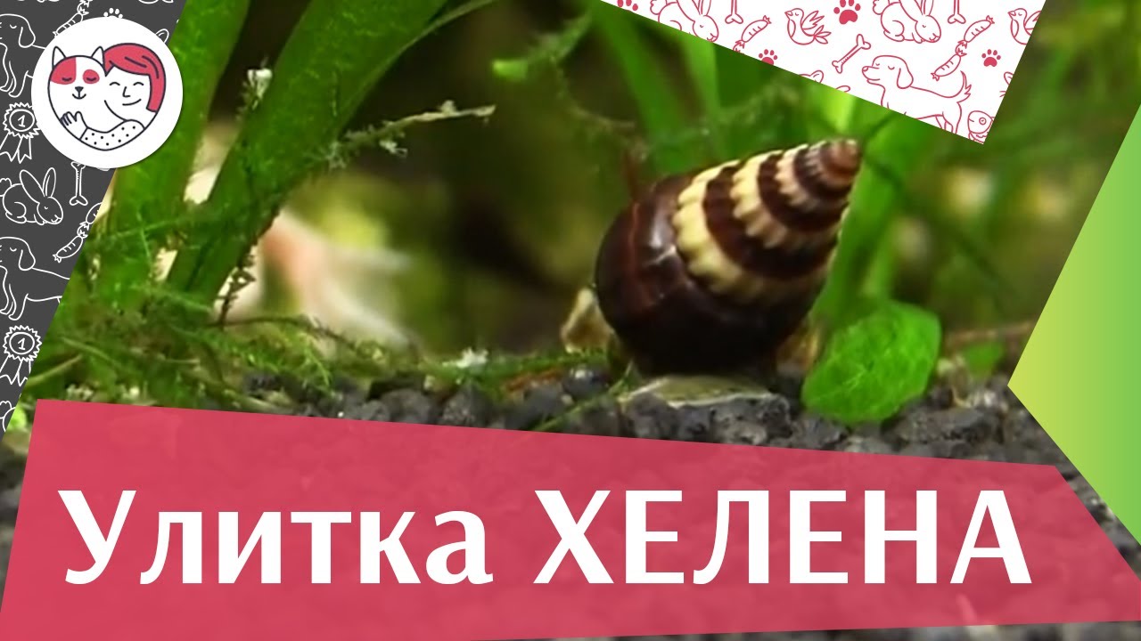 Улитка хелена Среда обитания на ilikepet