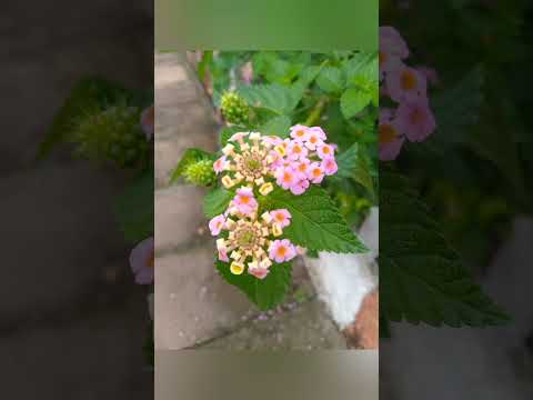 CAMPINAS. Río Grande del Sul