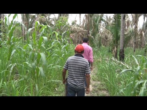 Agricultores de arroz, feijão e milho recebem transporte e incentivo em Palmeirais 12 03 2022